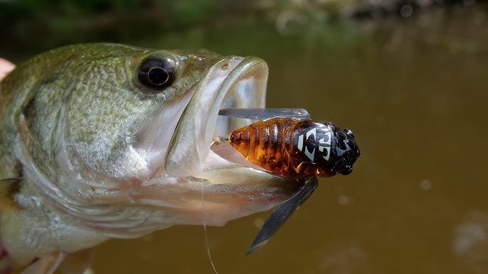 Surface Fishing for Bass with Profishent Tackle Humbug Cicada