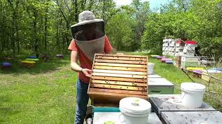 Single Brood vs Double Brood for Honey Supers? That's the Question! 🐝