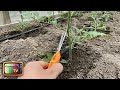 Когда и как обрезать листья у томатов