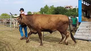 Feria de Ganado de, La Revilla. San Vicente de la Barquera. (Video Corto)