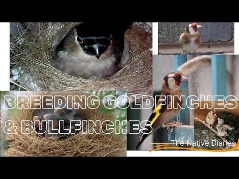 Video: När häckar guldfinkar?