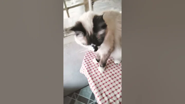 my beautiful cat