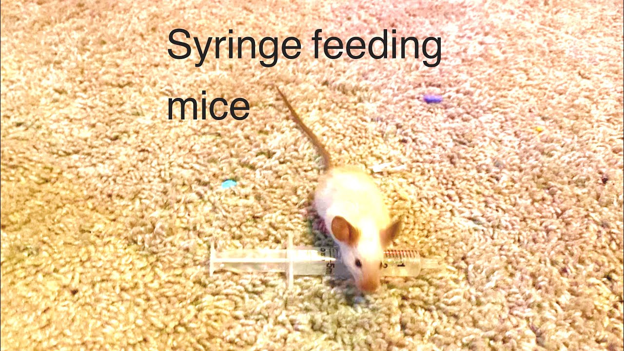 How to syringe feed mice. Please read the description 