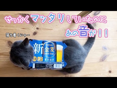 大好きなビール箱に入っていたら…｜PECO