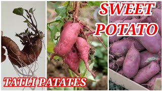 Baştan Sona Tatlı Patates Yetiştirme // Growing Sweet Potatoes From End to End