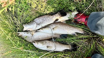 Chuyến câu cá chẻm Ruộng Muối Lý Nhơn 2025-11-09