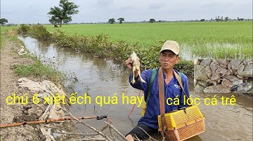 xiệt chuột ếch bự to cá lóc cá trê. quá nhiều ếch bự quá hay