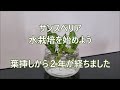 サンスベリア葉挿しから水栽培 2　２年後 (説明欄に前回動画載せてます)