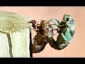 Cicada Molting From Shell Time Lapse