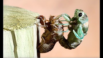Cicada Molting From Shell Time Lapse