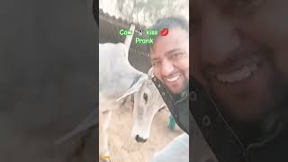 Cow Kiss Prank Video
