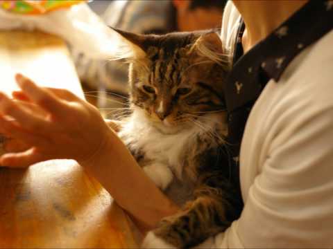 おれねこ１.wmv