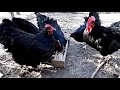 Australorp Black Chicken Breeds  -  aGRokota