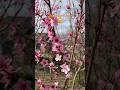 Spring time