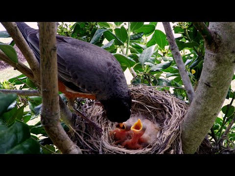 Video: Păsări care atrag plante de pădure – Alegerea celor mai bune plante de pădure pentru păsări
