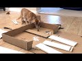 Cat helper /Рыжик помогает собирать тумбочки или мешает