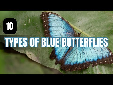 10 Types of Blue Butterflies (and Partially Blue)