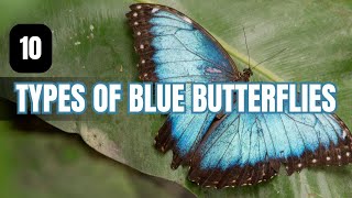 10 Types of Blue Butterflies (and Partially Blue)