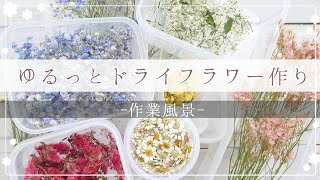 【作業用】レジン封入ドライフラワーにオススメなお花をゆるっと紹介