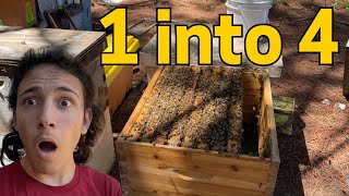 4 Splits From 1 Colony... Part 2 (Beekeeping)