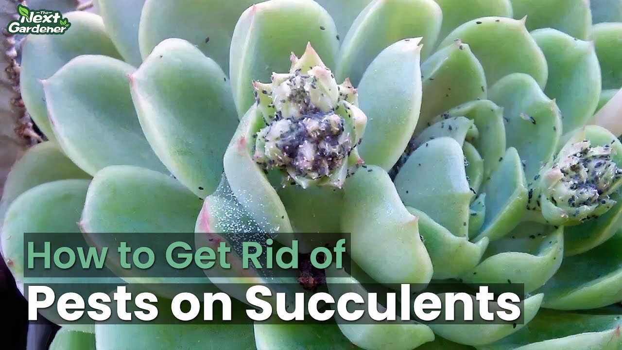 How to Get Rid of Pests on Succulents | The Next Gardener