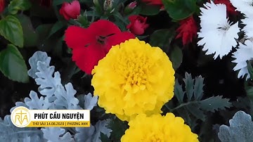 Phút Cầu Nguyện, Thứ Sáu 14/08/2020: Thánh Maximiliano M.kolbe