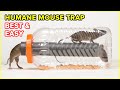 Best  easy humane mouse traprat trap  diy rat trap homemade