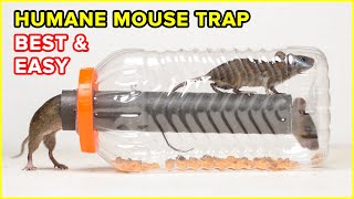 Best & Easy Humane Mouse Trap/Rat Trap | DIY Rat Trap Homemade