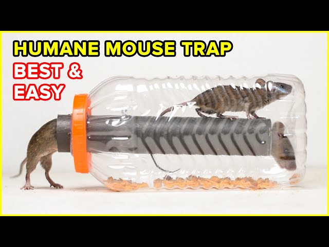 Best & Easy Humane Mouse Trap/Rat Trap