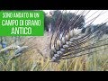 UNA FARINA FATTA DA 1600 VARIETÃ€ DI GRANI ANTICHI