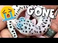 THEY SOLD MY FAVORITE GECKO WITHOUT ME KNOWING!! | BRIAN BARCZYK