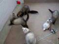 おもちゃと遊ぶフェレット　Ferrets playing with toys