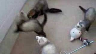 おもちゃと遊ぶフェレット　Ferrets playing with toys