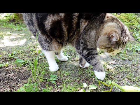 カマキリとねこ。-Mantis and Maru.-