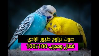 صوت تزاوج طيور البادجي فعال ومجرب 100%100