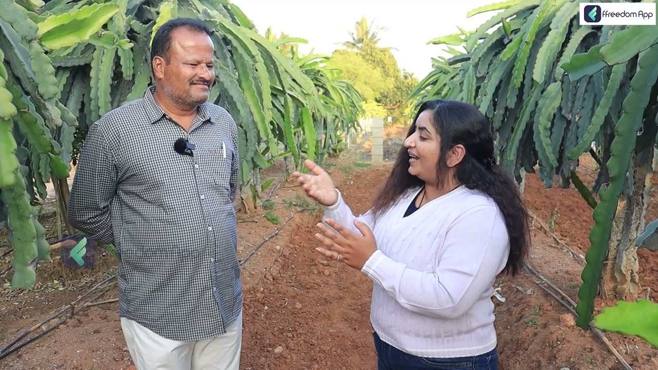 Dragon Fruit Farming In Kannada - How to Start Dragon Fruit Farming? | Part - 2 | Sonu