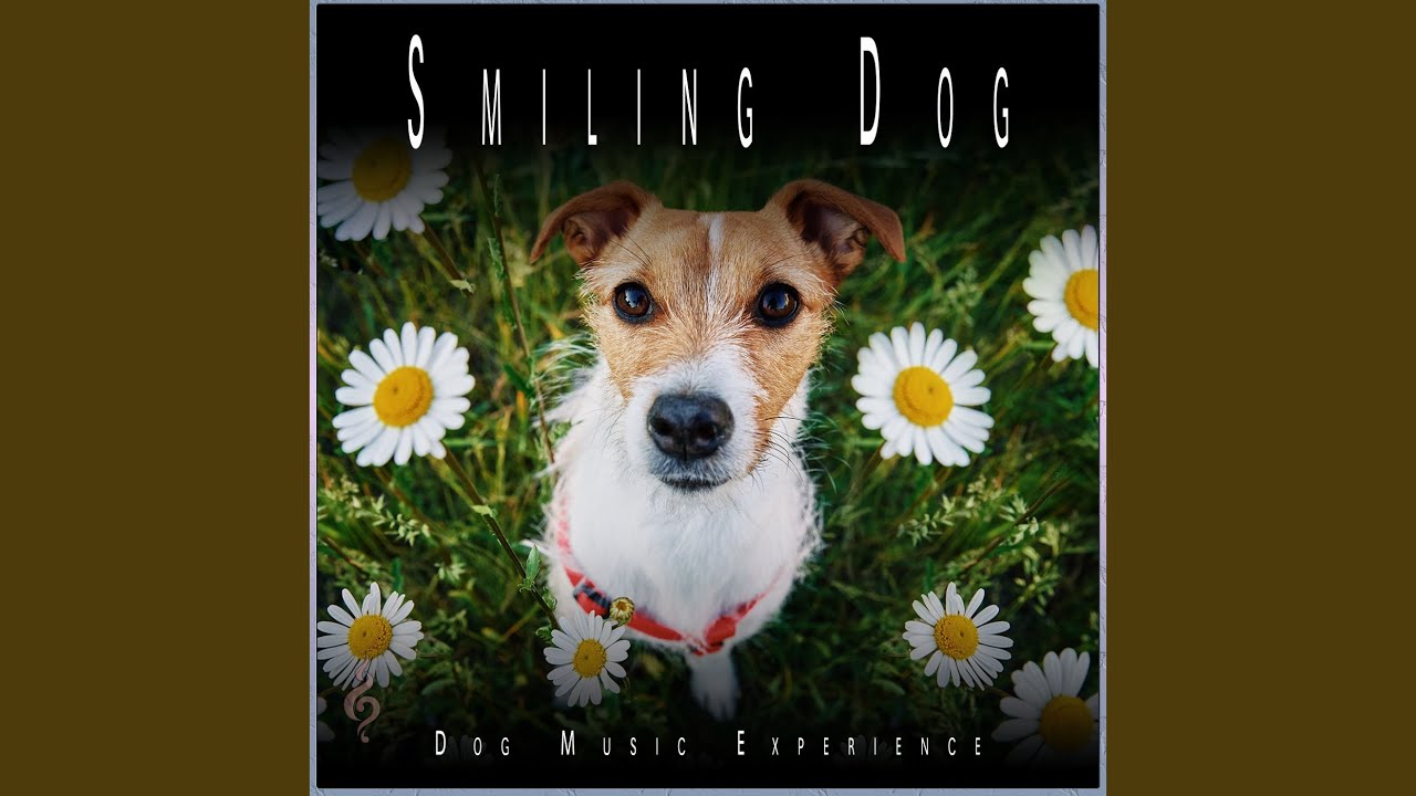 Help With Dog Anxiety