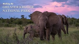 Nature Therapy 6 Days On Foot In The Greater Kruger National Park
