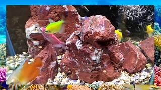 Красивое видео: аквариумные рыбки по музыку #1