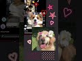 #dog #cute #duet