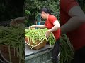 Farm Fresh Kohlrabi | Transport &amp; Sell in Countryside #marketing #market #selling #food