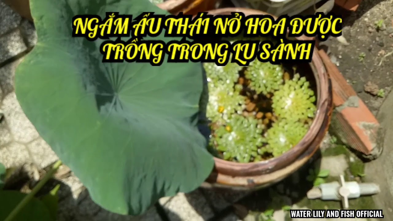NGẮM CÂY ẤU THÁI NỞ HOA ĐƯỢC TRỒNG TRONG LU SÀNH TẠI... - youtube