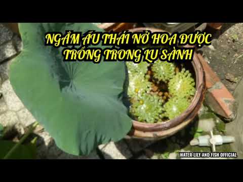 Video NGẮM CÂY ẤU THÁI NỞ HOA ĐƯỢC TRỒNG TRONG LU SÀNH TẠI... - youtube