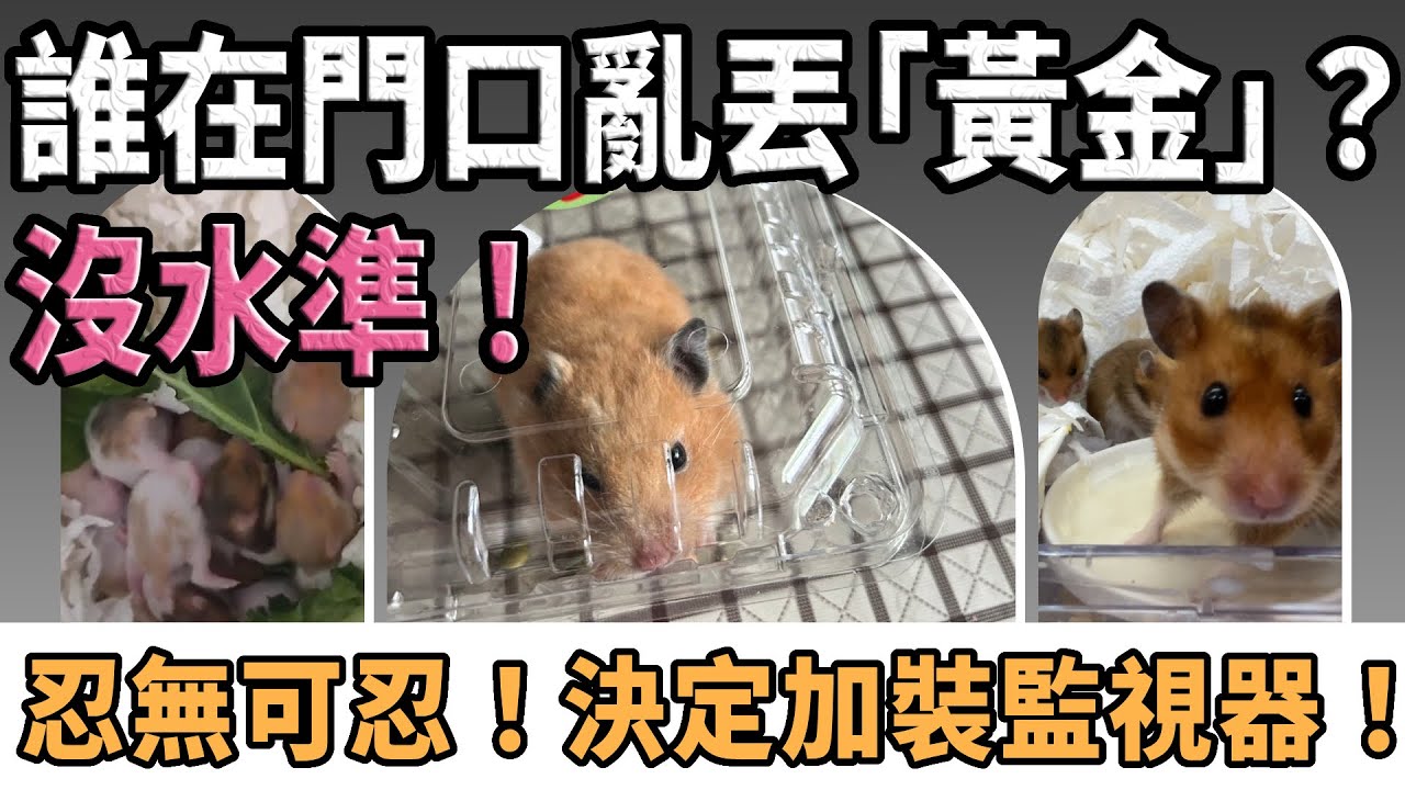 【愛鼠現場】哭笑不得！黃金鼠兩度闖入我家？中學生科展險些釀鼠災！棄鼠悲歌與生命奇蹟！｜愛鼠協會救援案件報導