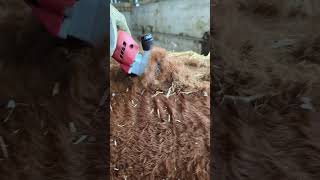 Clipping my cows today #Herefords #cattle #cow #heifer