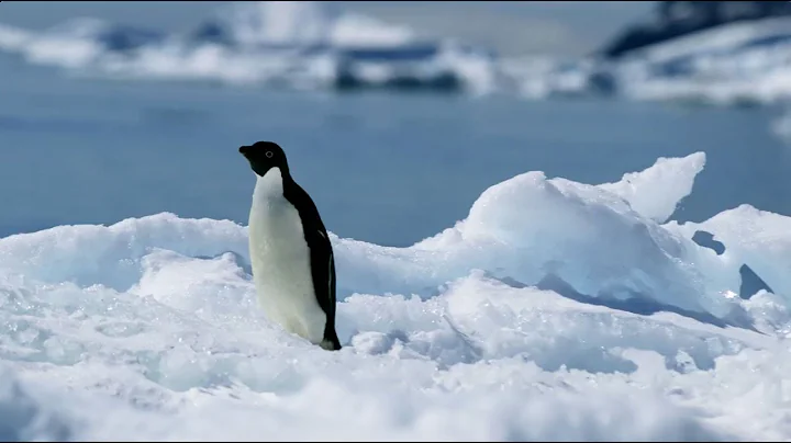 Understanding the Antarctic food web