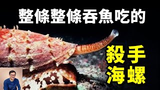 殺手海螺：毒鏢能殺死恐龍，整條整條吞魚吃！最被低估的海螺家族，其實臥虎藏龍！【老肉雜談】