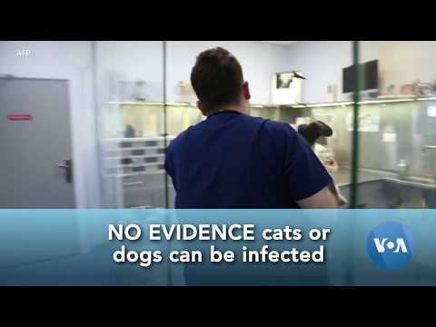 COVID-19 PSA : 애완 동물 및 코로나 바이러스