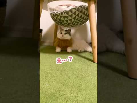 ライオンのつもりがこなきじじいになってしまった猫【おしゃべりする猫】 #Shorts