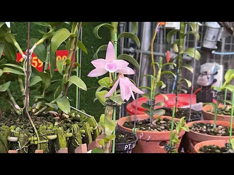 CHI ÂN CHIA SẺ HÀNG VIP 0373067563|| HOA LAN BÌNH DÂN